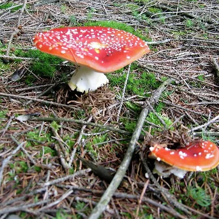 Vakantiehuis Great Spacious In A Tranquil Stavelot